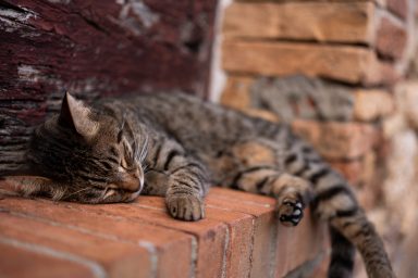 Ruhende Katze in einer historischen Gasse von San Gimignano in der Toskana